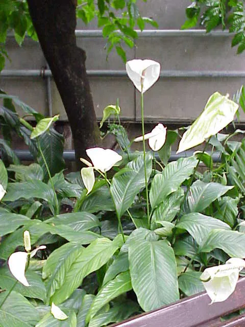 spathiphyllum cochlearispathum plant showing characteristic features