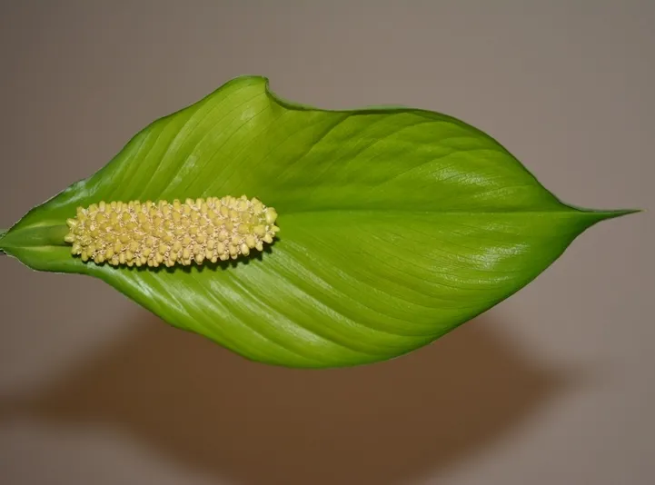 spathiphyllum cochlearispathum plant showing characteristic features