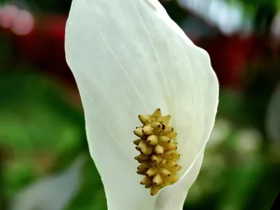 spathiphyllum cochlearispathum thumbnail