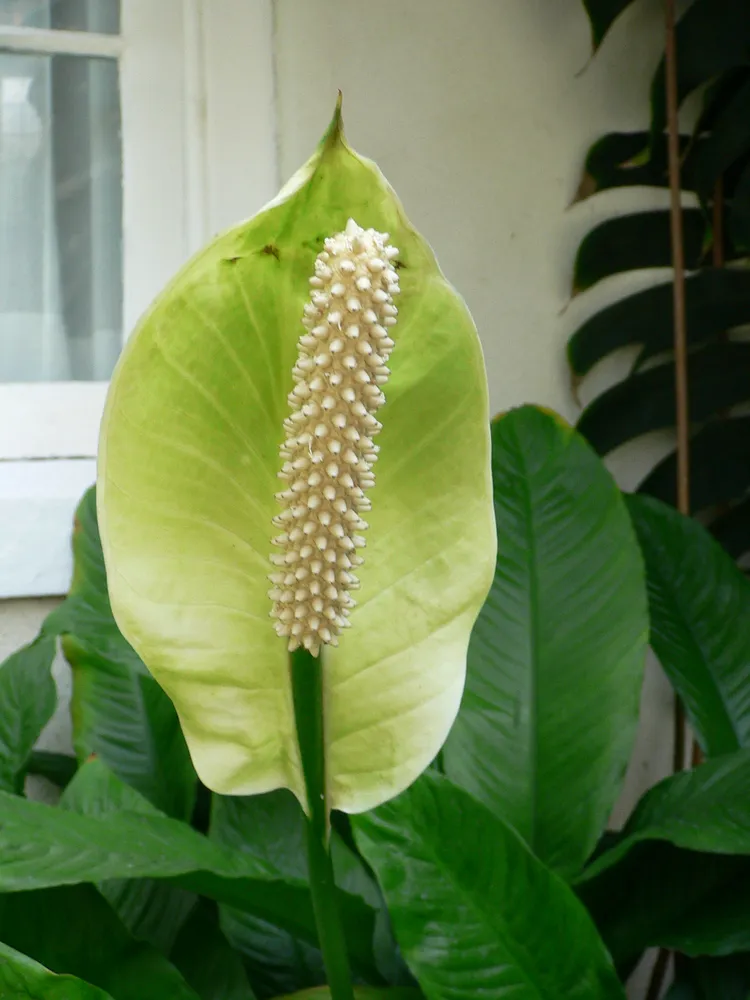 spathiphyllum floribundum plant showing characteristic features