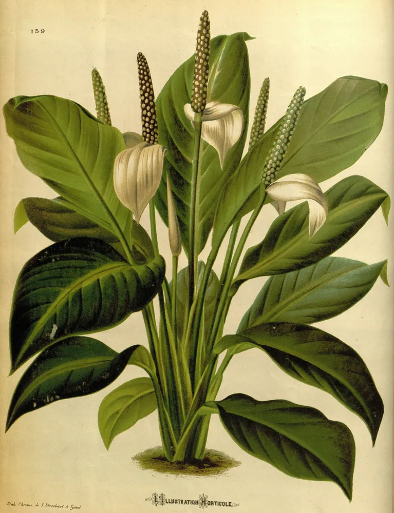 spathiphyllum floribundum plant showing characteristic features