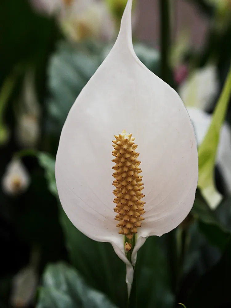 spathiphyllum floribundum plant showing characteristic features