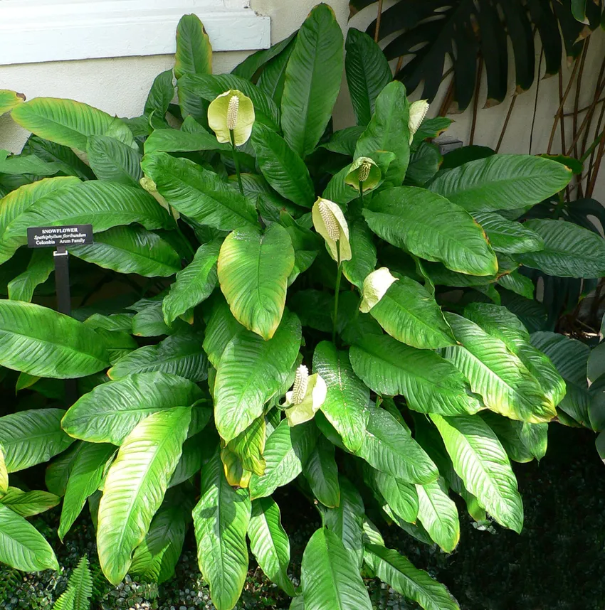 spathiphyllum floribundum plant showing characteristic features