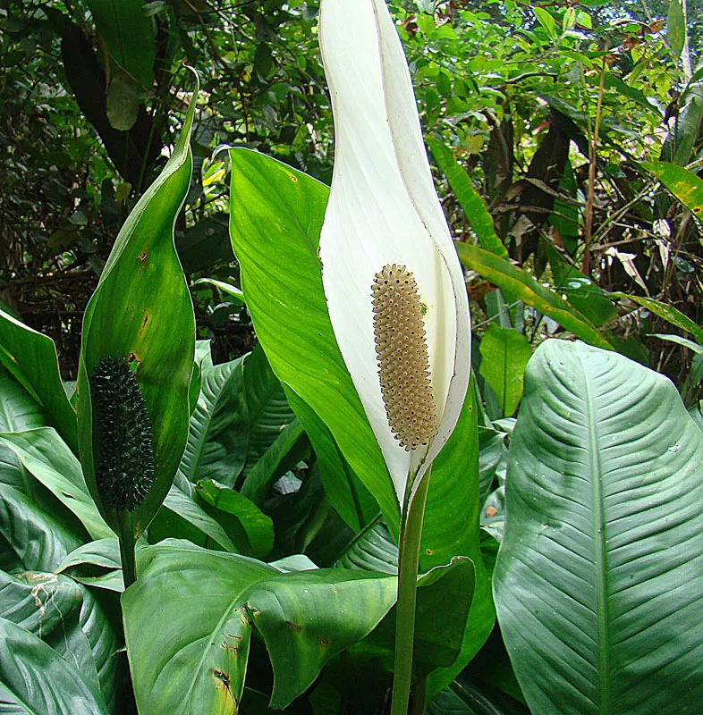 spathiphyllum friedrichsthalii plant showing characteristic features