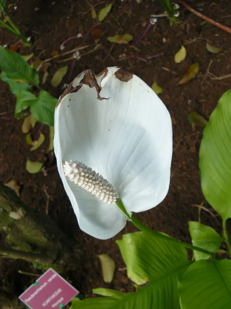 spathiphyllum friedrichsthalii plant showing characteristic features