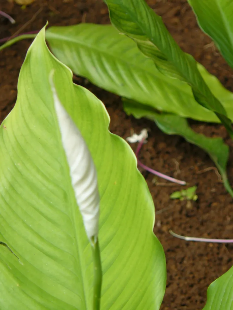 spathiphyllum friedrichsthalii plant showing characteristic features