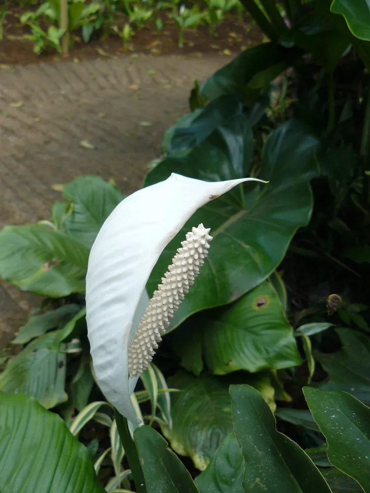 spathiphyllum friedrichsthalii plant showing characteristic features