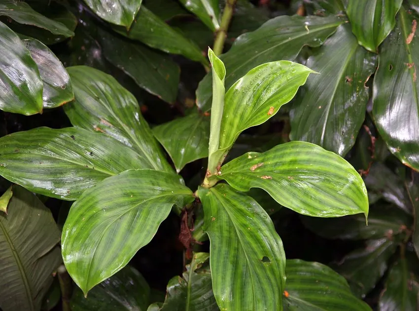 spathiphyllum friedrichsthalii plant showing characteristic features