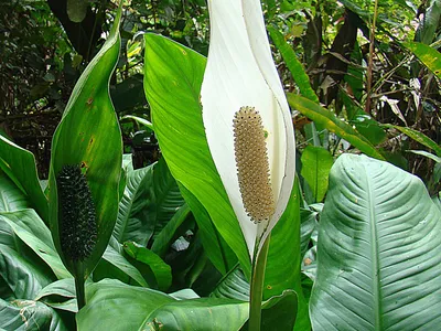 spathiphyllum friedrichsthalii thumbnail