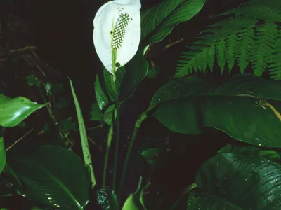 spathiphyllum montanum thumbnail