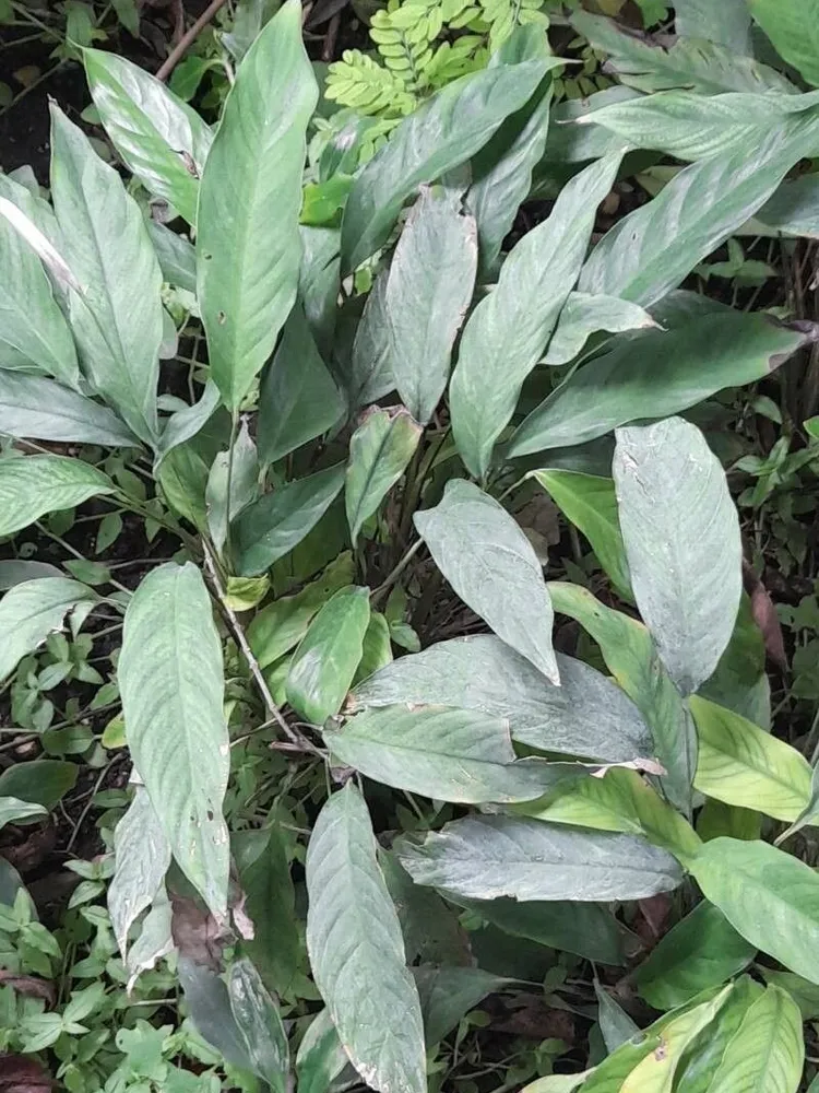 spathiphyllum patinii plant showing characteristic features