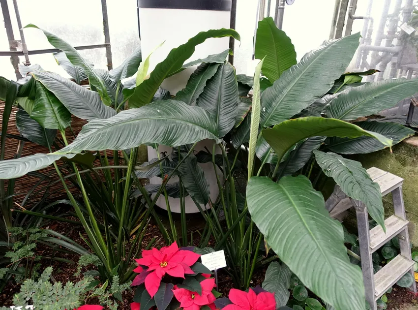 spathiphyllum phryniifolium plant showing characteristic features