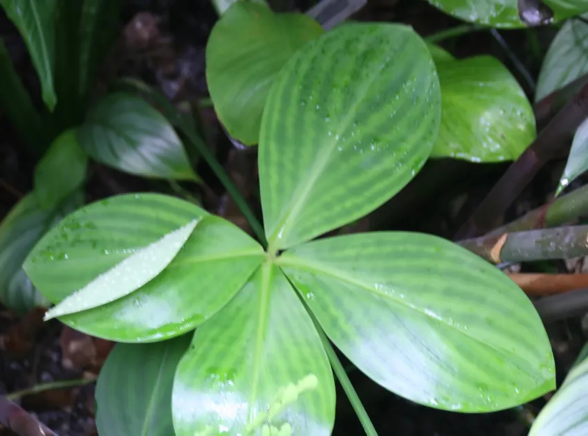 spathiphyllum phryniifolium plant showing characteristic features