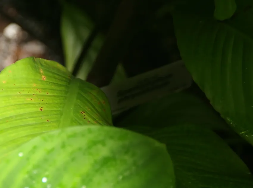 spathiphyllum phryniifolium plant showing characteristic features