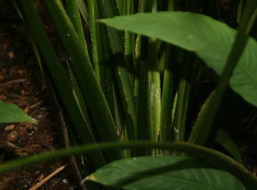 spathiphyllum phryniifolium plant showing characteristic features