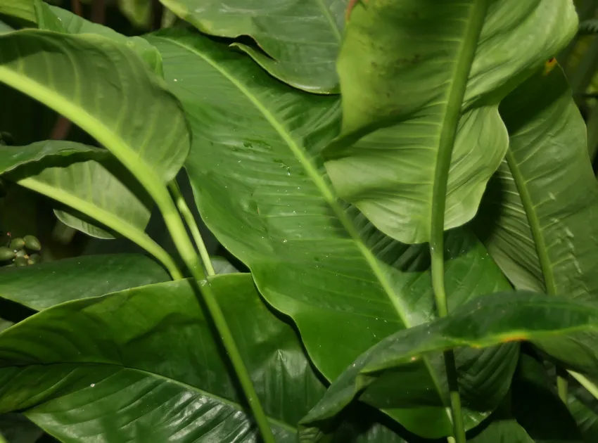 spathiphyllum phryniifolium plant showing characteristic features