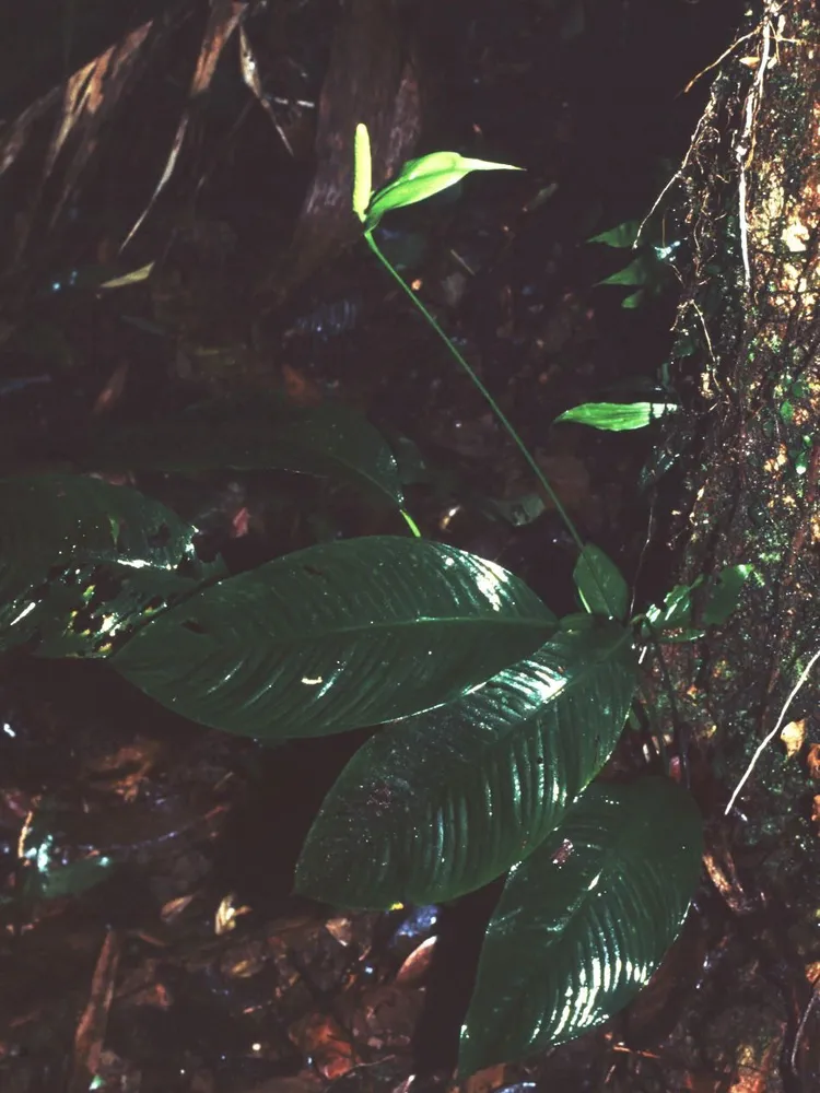 spathiphyllum silvicola plant showing characteristic features