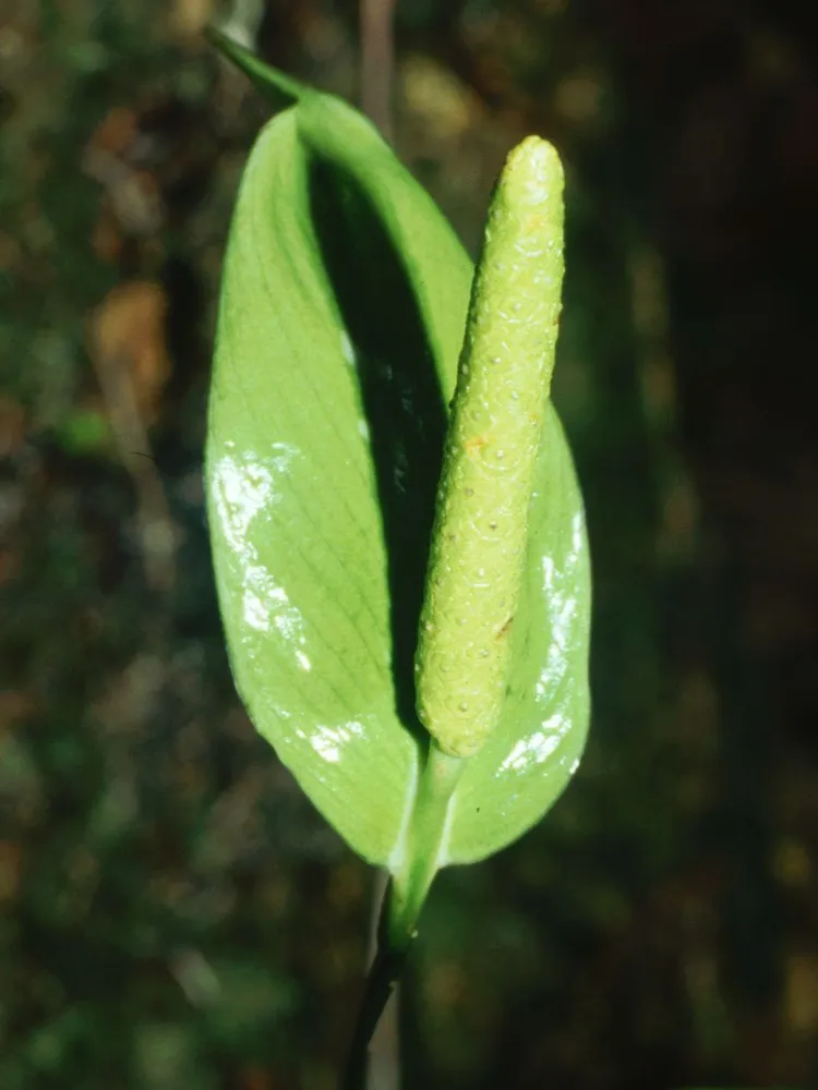 spathiphyllum silvicola plant showing characteristic features