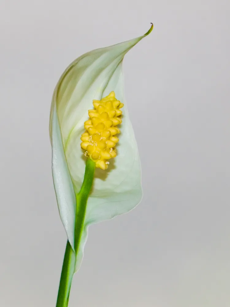 spathiphyllum wallisii plant showing characteristic features