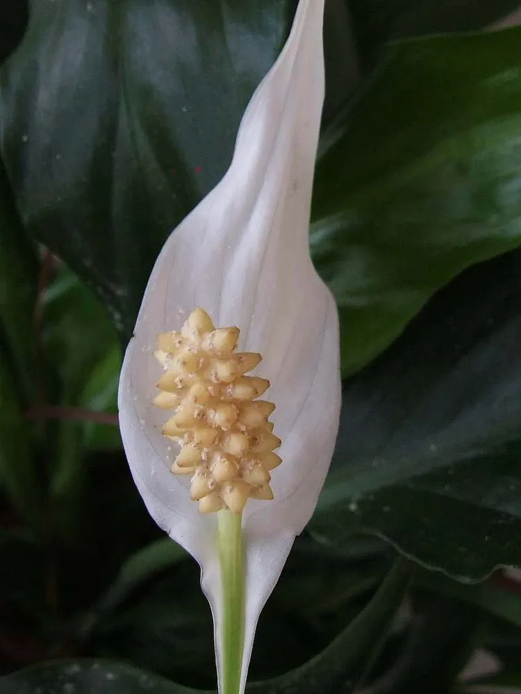 spathiphyllum wallisii plant showing characteristic features