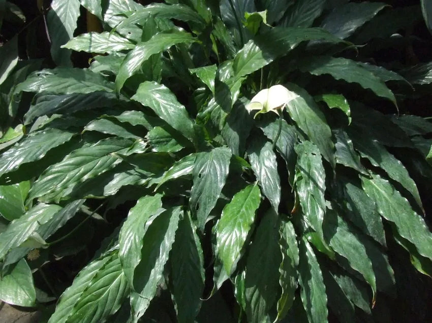 spathiphyllum wallisii plant showing characteristic features