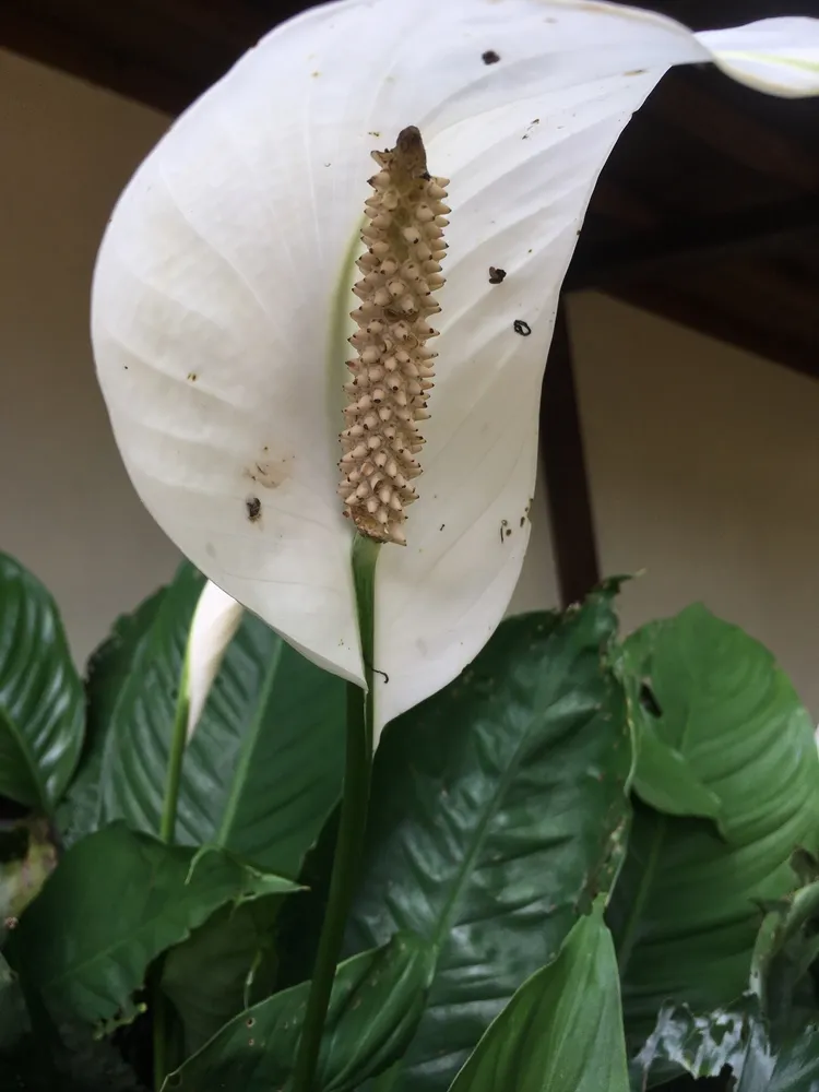 spathiphyllum wallisii plant showing characteristic features