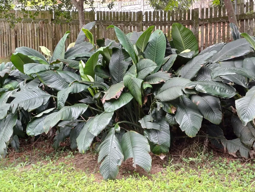 spathiphyllum wallisii plant showing characteristic features