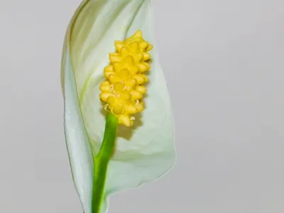 spathiphyllum wallisii thumbnail