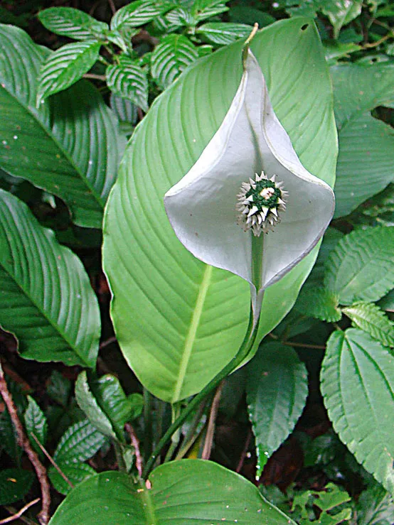 spathiphyllum wendlandii plant showing characteristic features