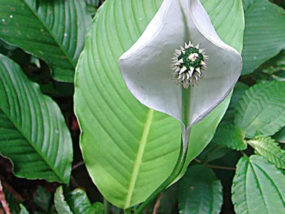 spathiphyllum wendlandii thumbnail