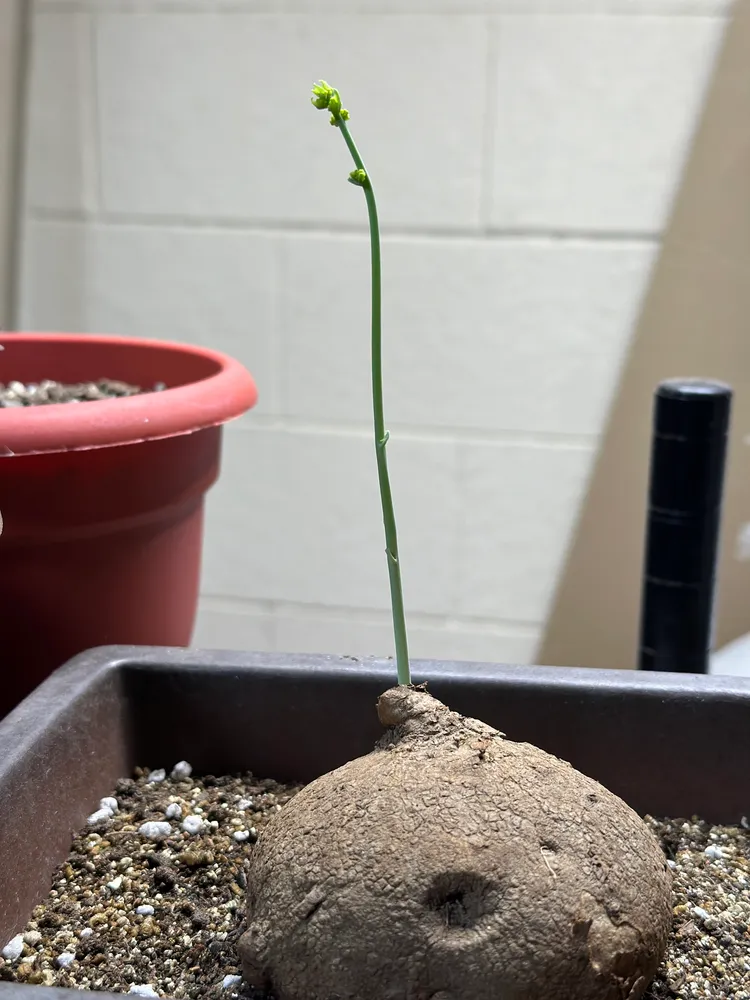 Plante stephania erecta montrant ses caractéristiques typiques