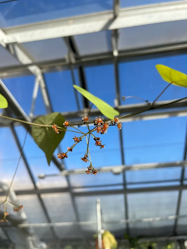 Plante stephania erecta montrant ses caractéristiques typiques