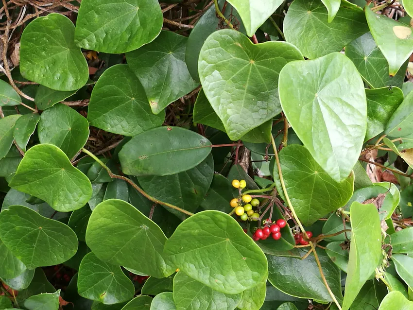 Plante stephania japonica montrant ses caractéristiques typiques