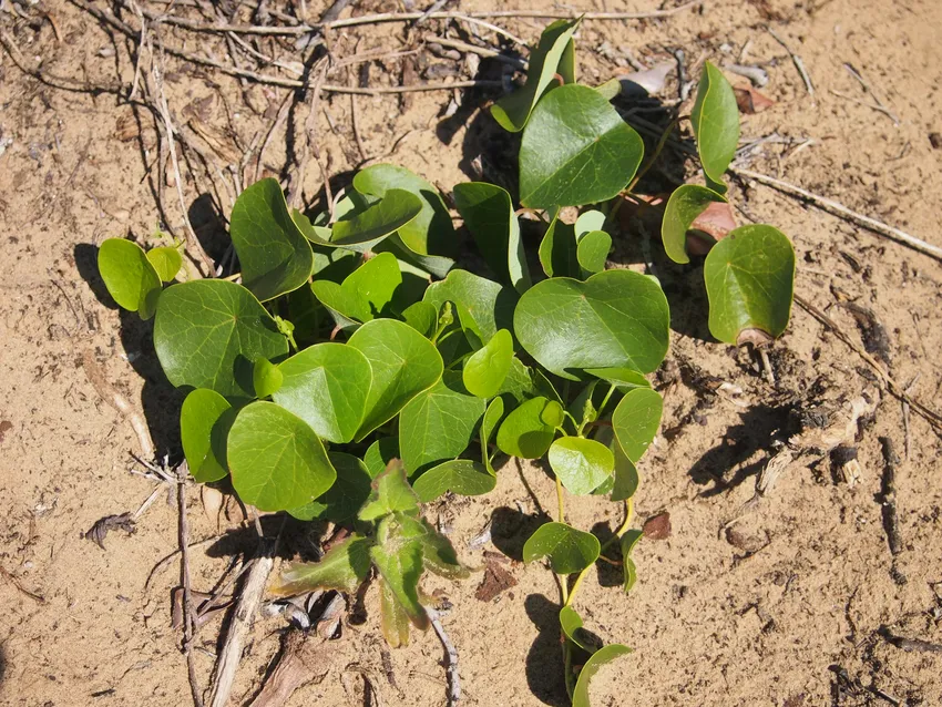 Plante stephania japonica montrant ses caractéristiques typiques