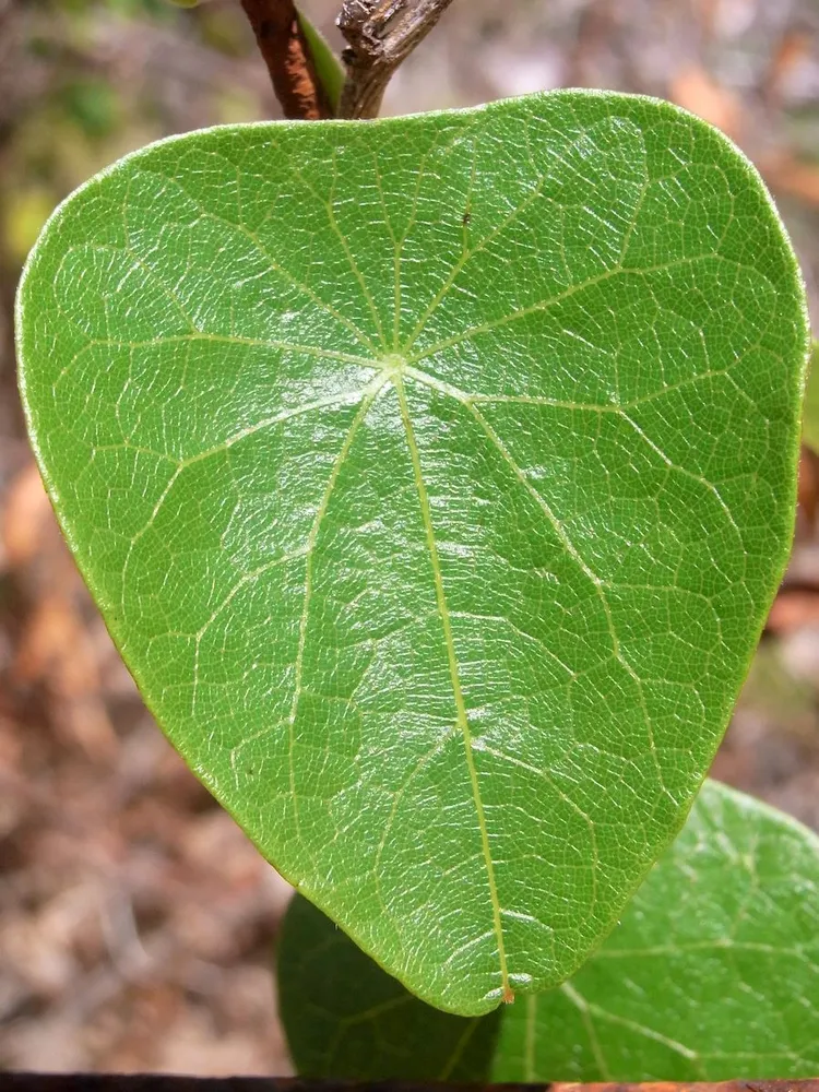 Plante stephania japonica montrant ses caractéristiques typiques