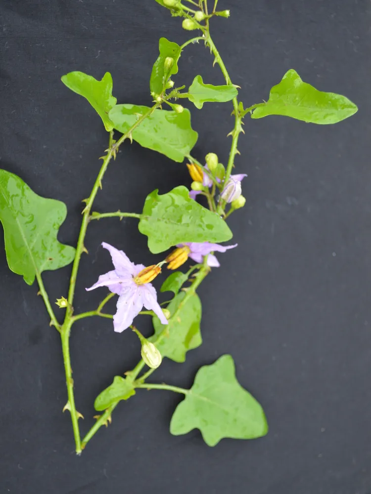 Plante stephania japonica montrant ses caractéristiques typiques