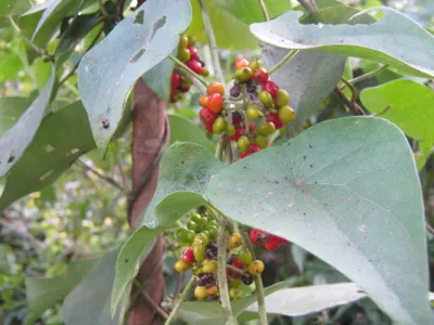 Image miniature stephania japonica