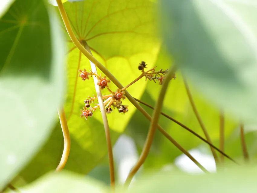 Plante stephania venosa montrant ses caractéristiques typiques