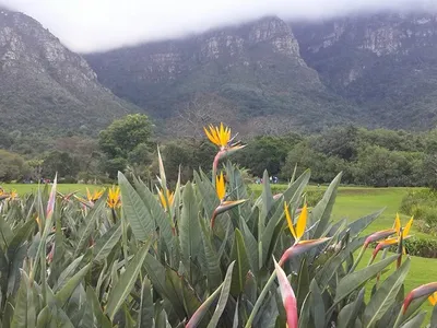 Image miniature strelitzia juncea