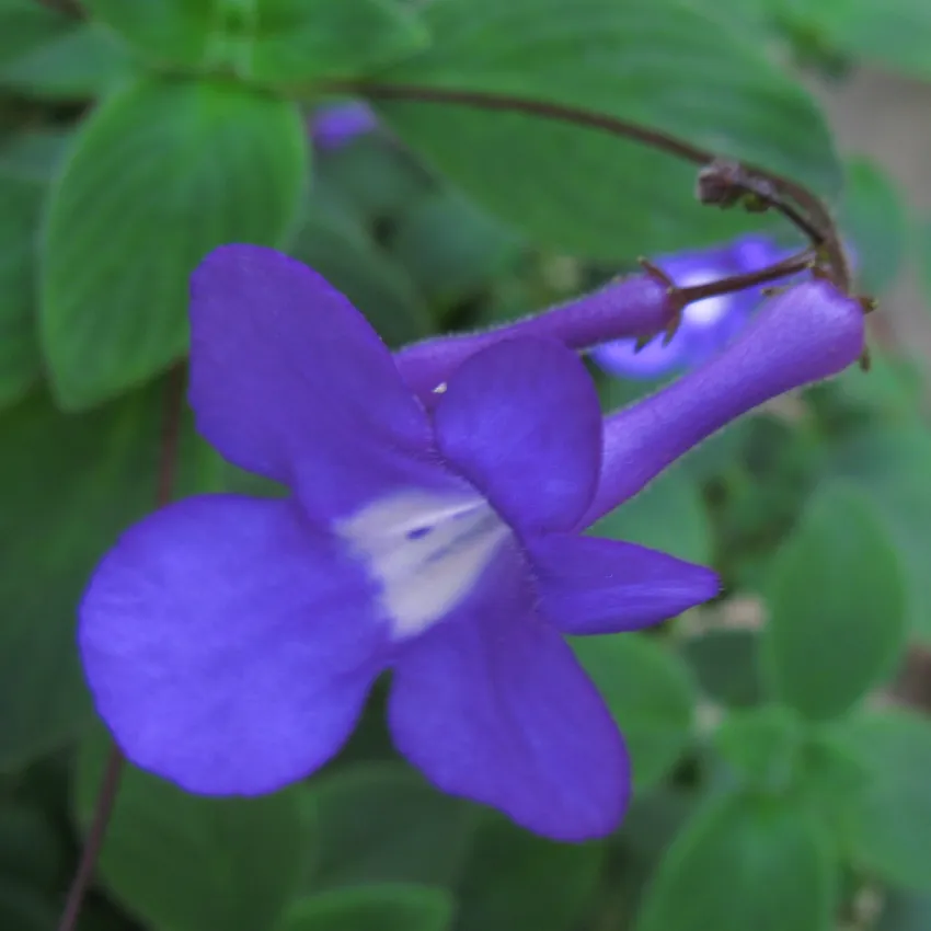 Plante streptocarpus caulescens montrant ses caractéristiques typiques