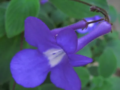 Image miniature streptocarpus caulescens