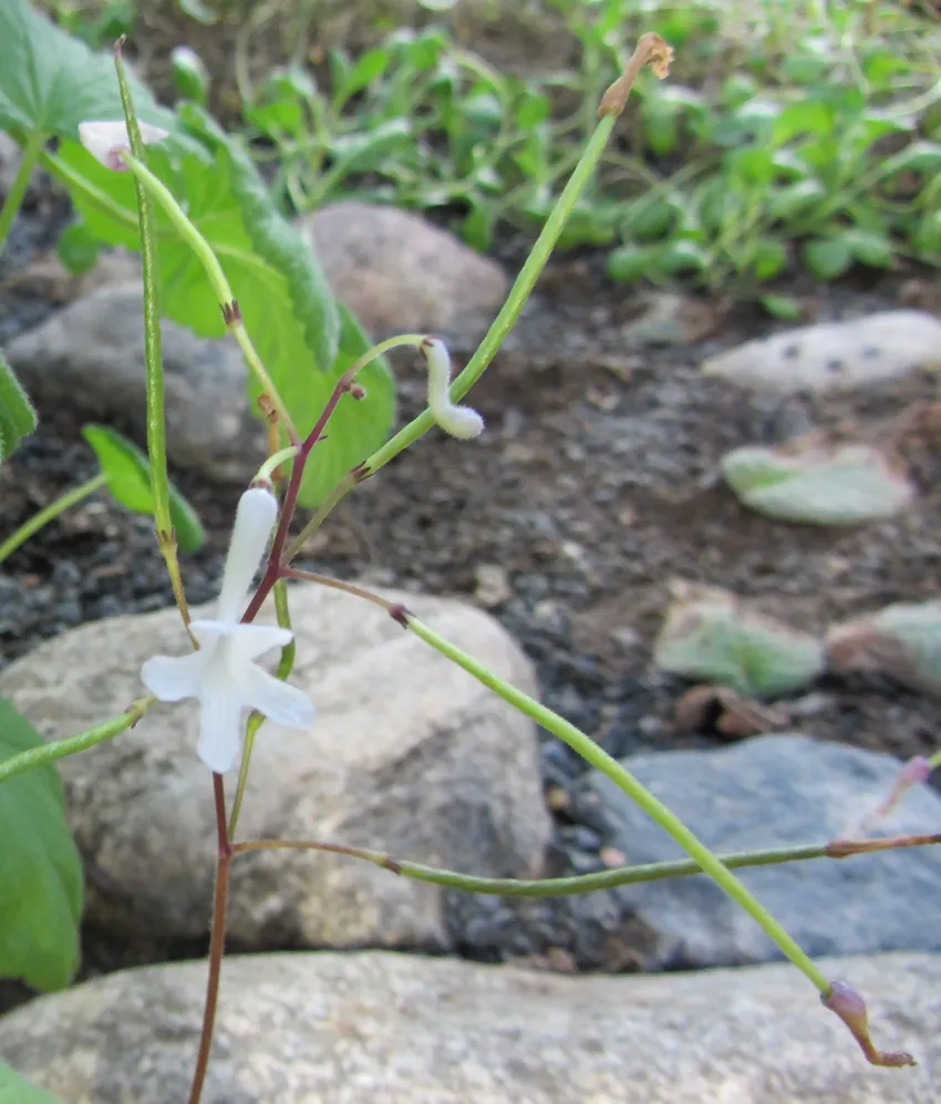 Plante streptocarpus prolixus montrant ses caractéristiques typiques