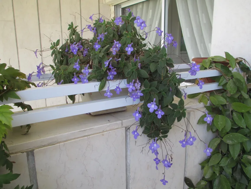 Plante streptocarpus saxorum montrant ses caractéristiques typiques
