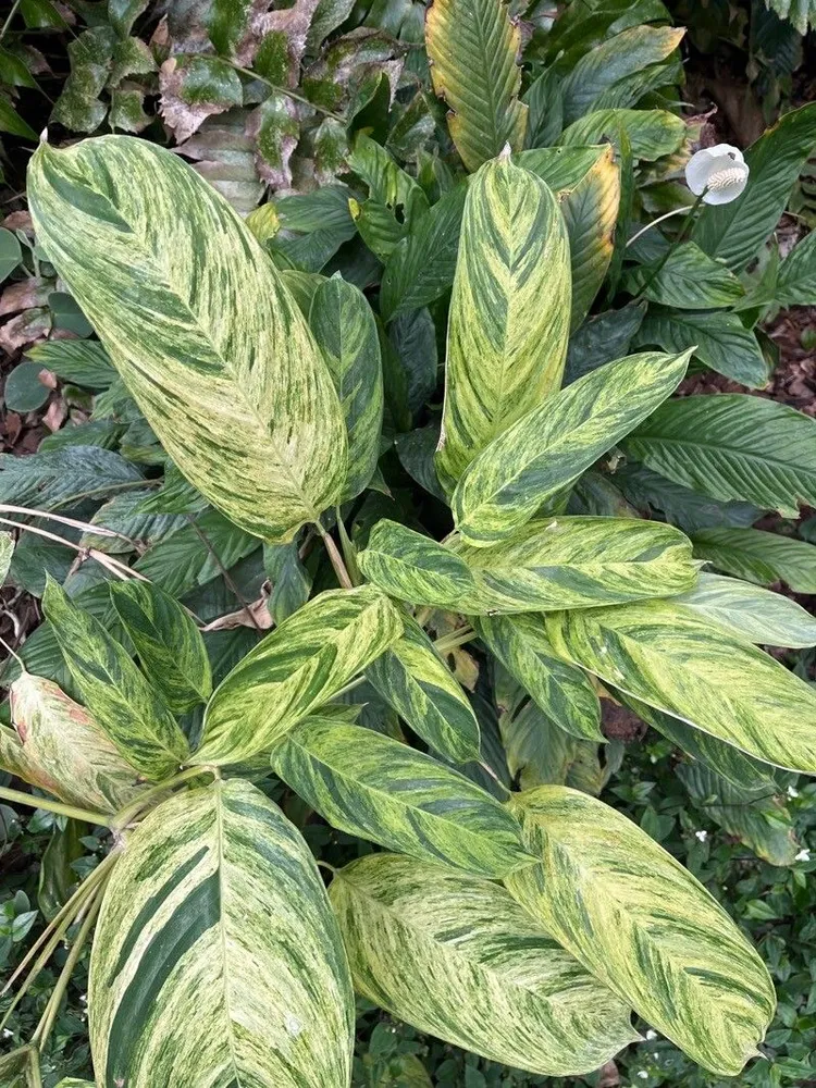 stromanthe charlie plant showing characteristic features