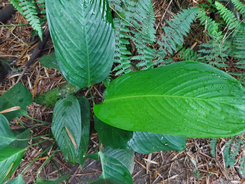 stromanthe stromanthoides plant showing characteristic features