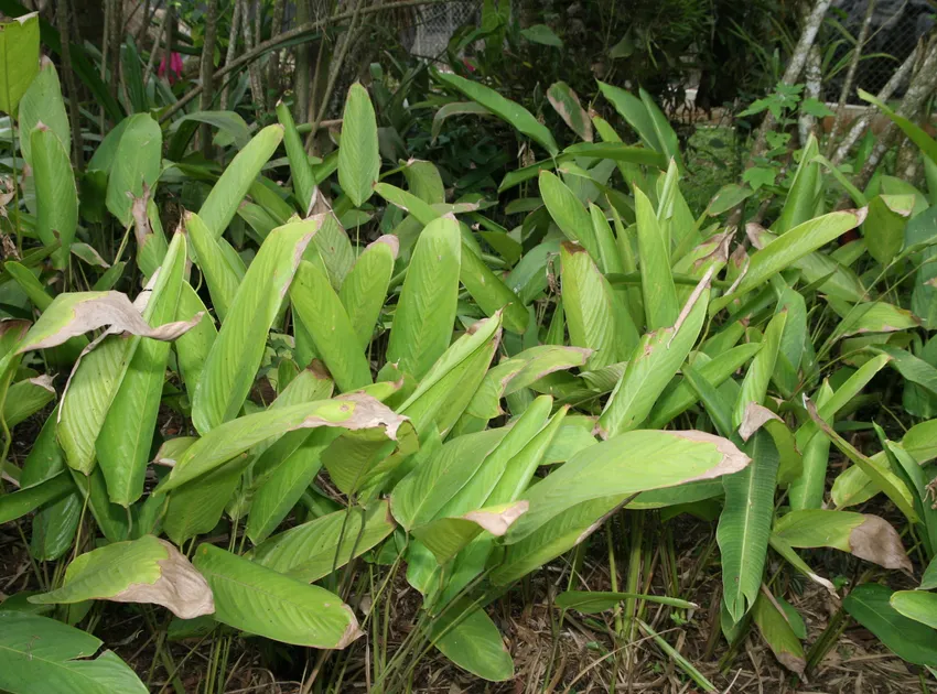 stromanthe stromanthoides plant showing characteristic features