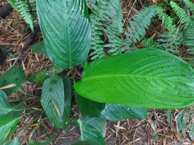 thumbnail stromanthe stromanthoides