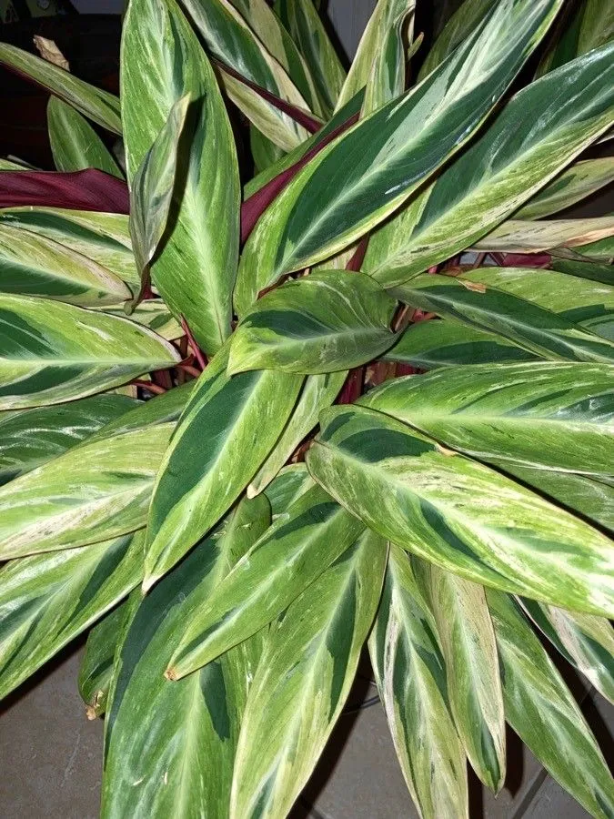 stromanthe horticolor plant showing characteristic features