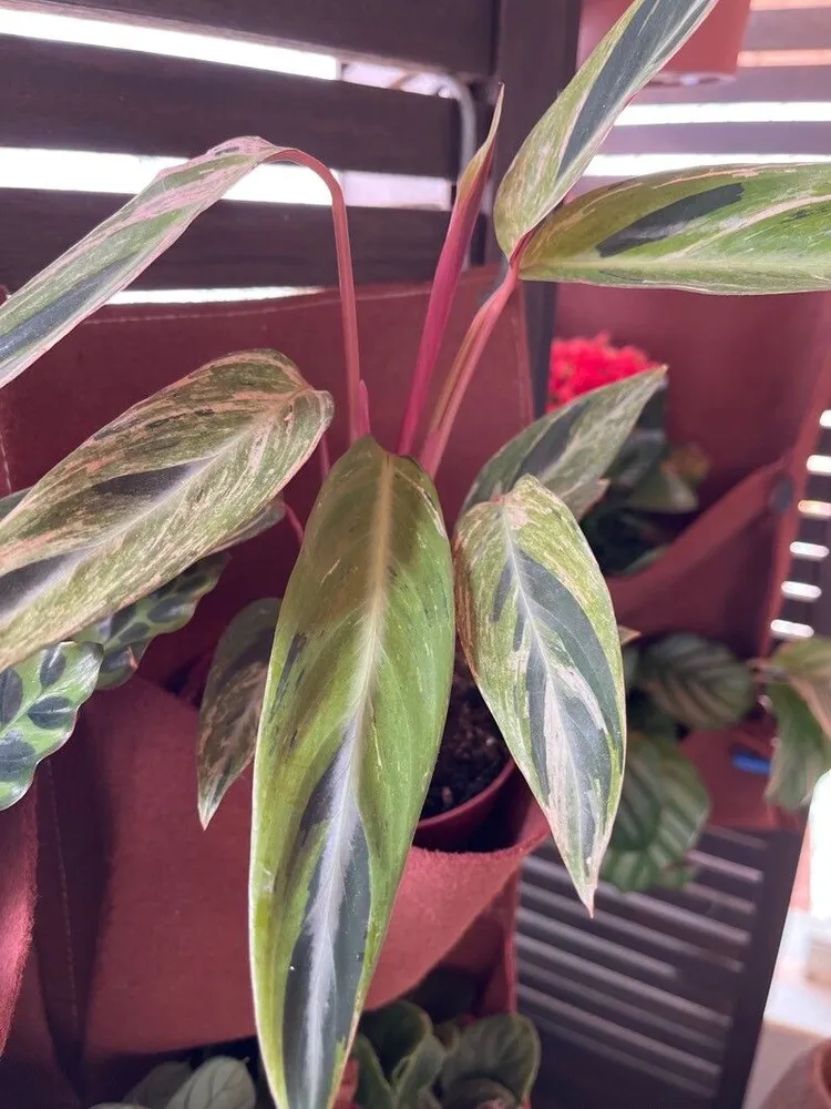 stromanthe horticolor plant showing characteristic features