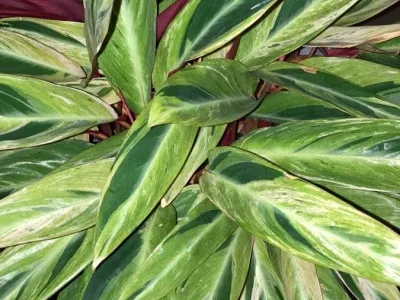 thumbnail stromanthe thalia 'horticolor'